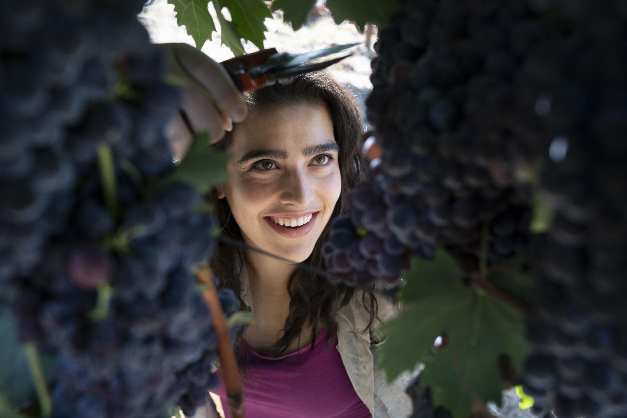 Student with long brown hair and a purple top smiles and reaches to cut grapes from vineyard.