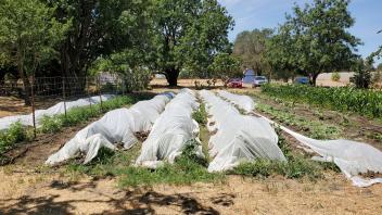 ros crops covered with plastic hoop houses in the back 40 