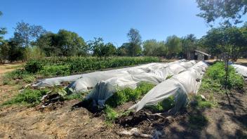 row crops covered with plastic hoop houses and a blue sky 