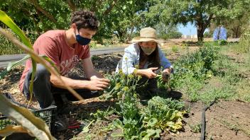 two students masked, one with farmer hat harvest row crops from the food justice farm 