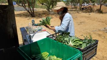 intern washes veggies harvested from the food justice farm in a sink 