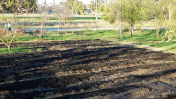 the tilled and composted row crop area of the food justice farm has black soil and green grass on the outskirts 