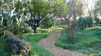 a woodchipped pathway swerves through the domes property with trees and cactus surrounding 