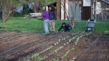 small sproutlings grow from tilled rows with two students planting and greenhouse in the back 