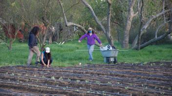 interns planting row crops with trees and grass in the background 