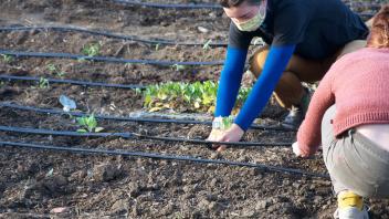 two students kneel to plant row crops in the soil 