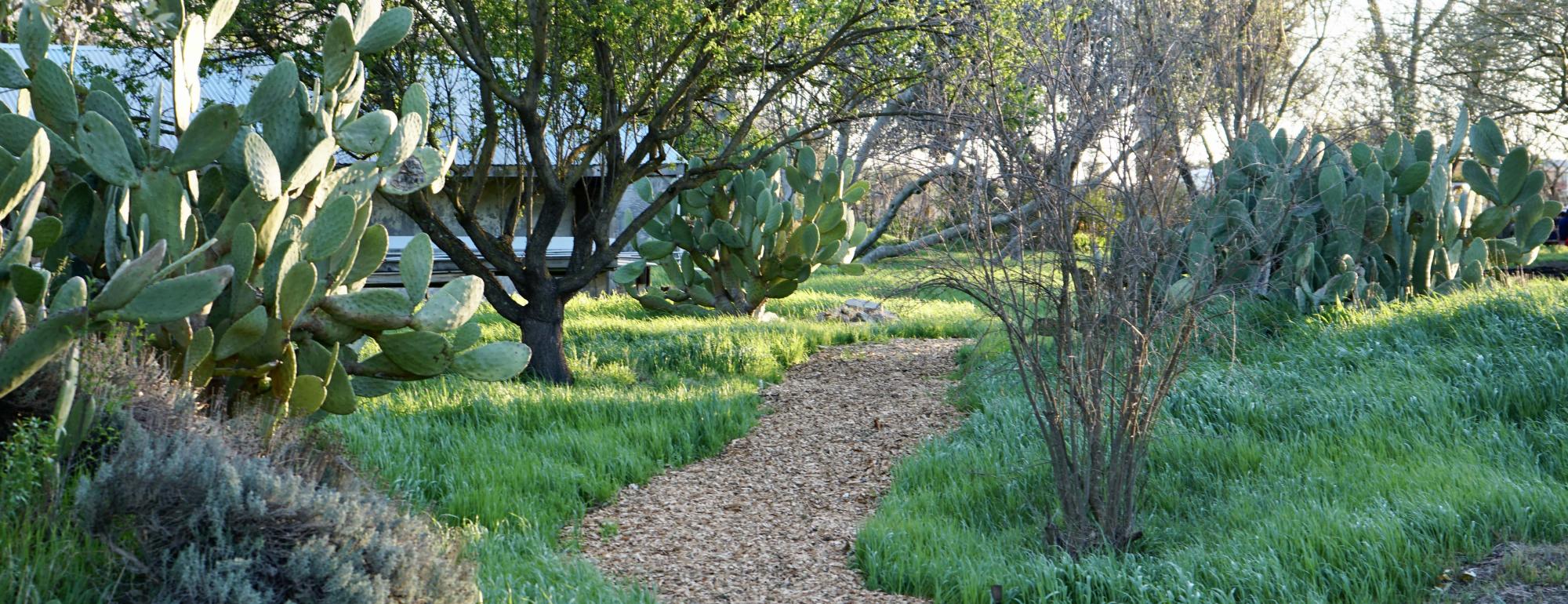 a woodchipped pathway swerves through the domes property with trees and cactus surrounding 