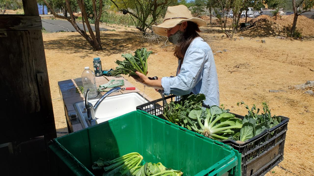 food justice intern with farm hat and blue button down top washes veggies to distribute to the community