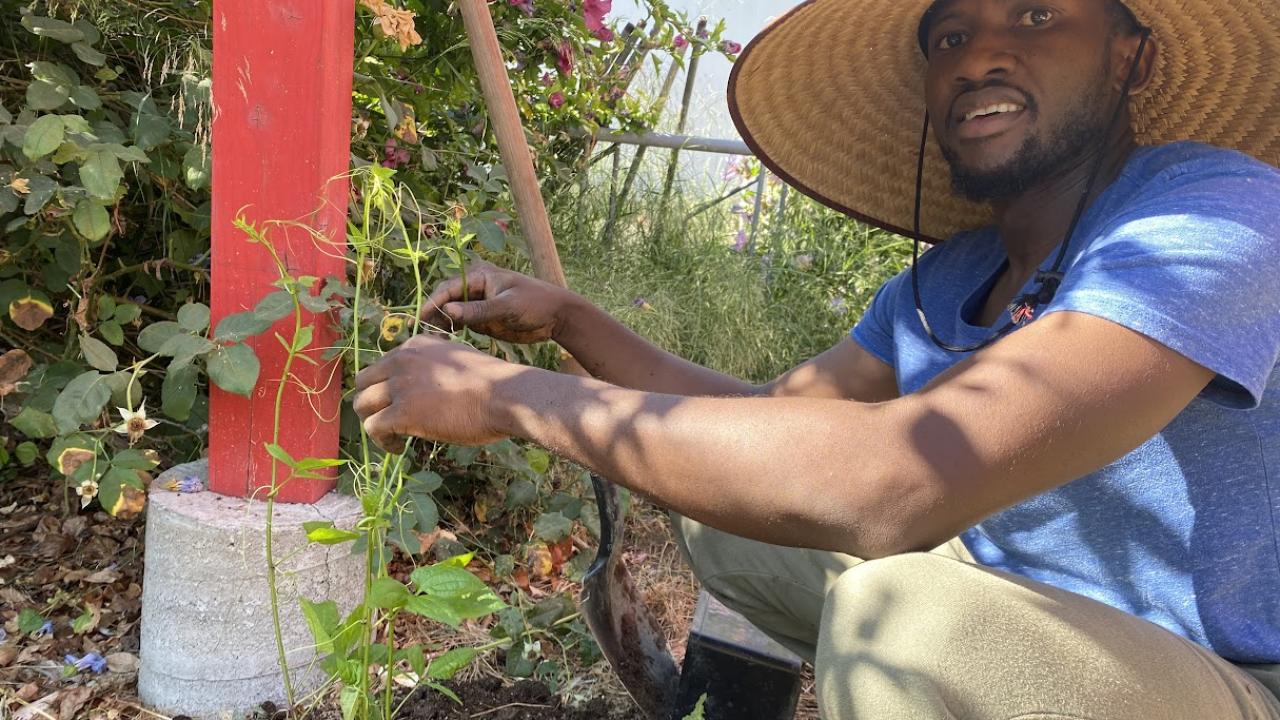 Emmanuel Momoh shown gardening