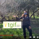 student iwth long brown hair wearing black working clothes masked points to a tree in the grass and the TGIF logo in the middle. 